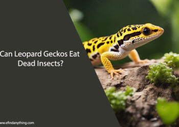 Can Leopard Geckos Eat Dead Insects