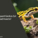 Can Leopard Geckos Eat Dead Insects
