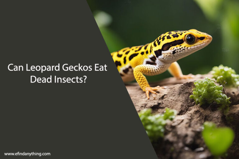Can Leopard Geckos Eat Dead Insects