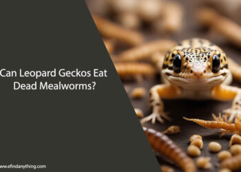 Can Leopard Geckos Eat Dead Mealworms