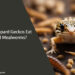 Can Leopard Geckos Eat Dead Mealworms