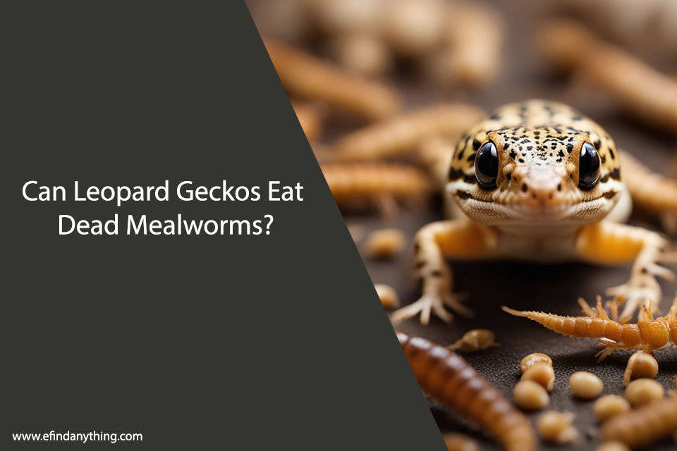 Can Leopard Geckos Eat Dead Mealworms