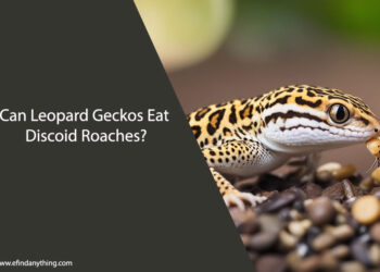 Can Leopard Geckos Eat Discoid Roaches