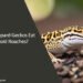Can Leopard Geckos Eat Discoid Roaches