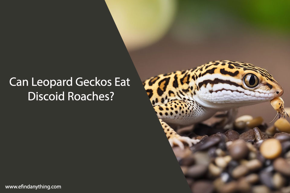 Can Leopard Geckos Eat Discoid Roaches