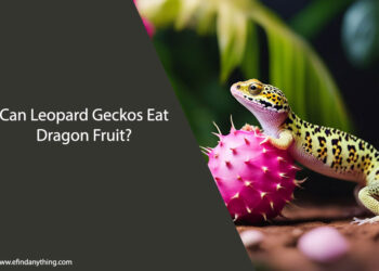 Can Leopard Geckos Eat Dragon Fruit