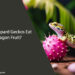 Can Leopard Geckos Eat Dragon Fruit