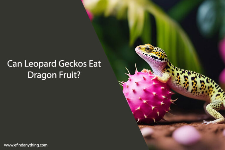 Can Leopard Geckos Eat Dragon Fruit