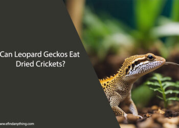Can Leopard Geckos Eat Dried Crickets