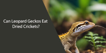 Can Leopard Geckos Eat Dried Crickets