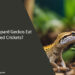 Can Leopard Geckos Eat Dried Crickets