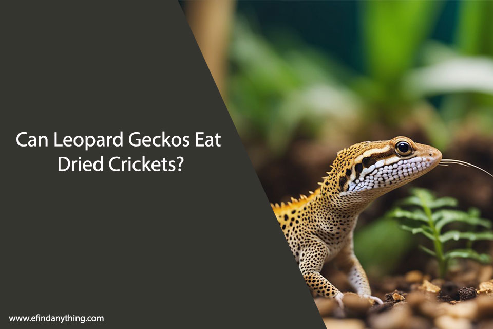 Can Leopard Geckos Eat Dried Crickets