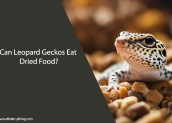 Can Leopard Geckos Eat Dried Food