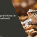 Can Leopard Geckos Eat Dried Food