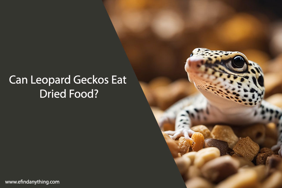 Can Leopard Geckos Eat Dried Food