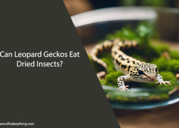 Can Leopard Geckos Eat Dried Insects