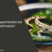 Can Leopard Geckos Eat Dried Insects