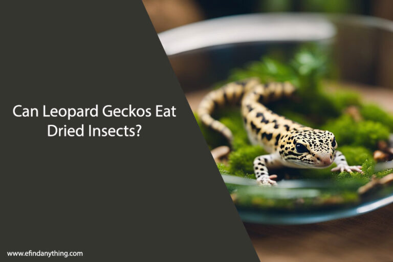 Can Leopard Geckos Eat Dried Insects