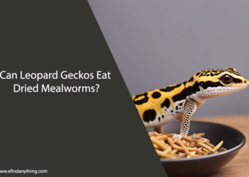 Can Leopard Geckos Eat Dried Mealworms