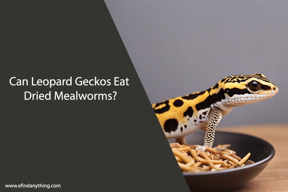 Can Leopard Geckos Eat Dried Mealworms