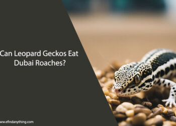Can Leopard Geckos Eat Dubai Roaches