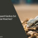 Can Leopard Geckos Eat Dubai Roaches