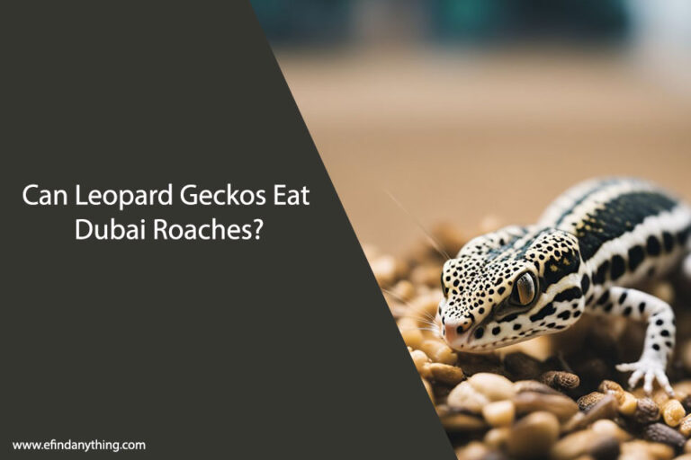 Can Leopard Geckos Eat Dubai Roaches
