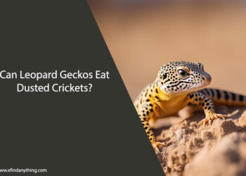 Can Leopard Geckos Eat Dusted Crickets