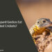 Can Leopard Geckos Eat Dusted Crickets