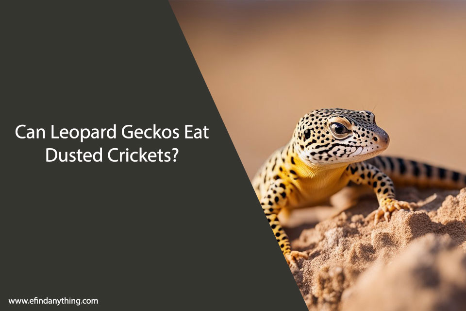 Can Leopard Geckos Eat Dusted Crickets