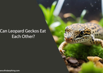 Can Leopard Geckos Eat Each Other