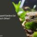 Can Leopard Geckos Eat Each Other