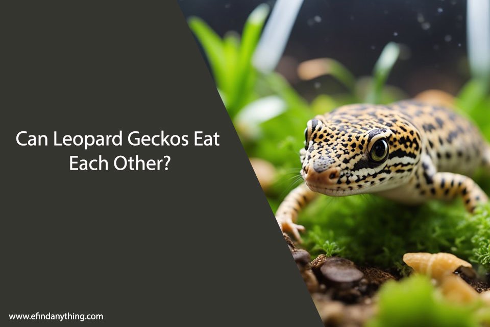Can Leopard Geckos Eat Each Other