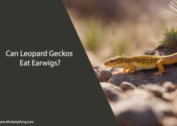 Can Leopard Geckos Eat Earwigs