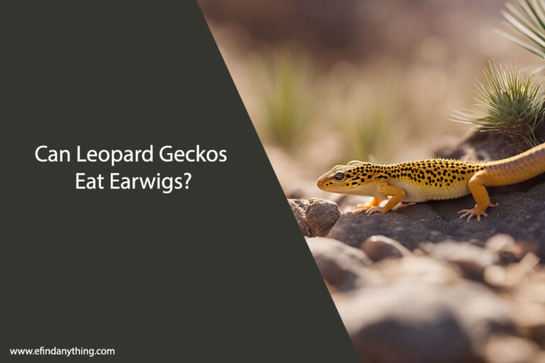 Can Leopard Geckos Eat Earwigs
