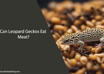 Can Leopard Geckos Eat Meat