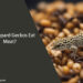 Can Leopard Geckos Eat Meat
