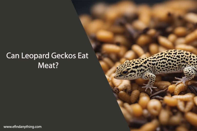 Can Leopard Geckos Eat Meat