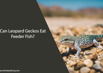 Can Leopard Geckos Eat Feeder Fish
