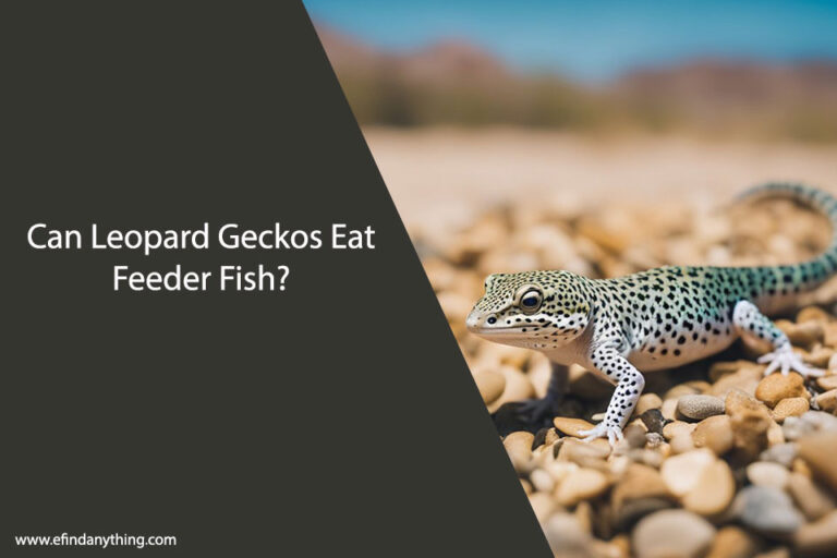 Can Leopard Geckos Eat Feeder Fish