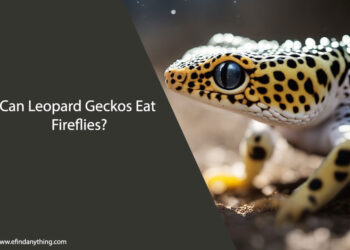 Can Leopard Geckos Eat Fireflies