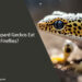 Can Leopard Geckos Eat Fireflies