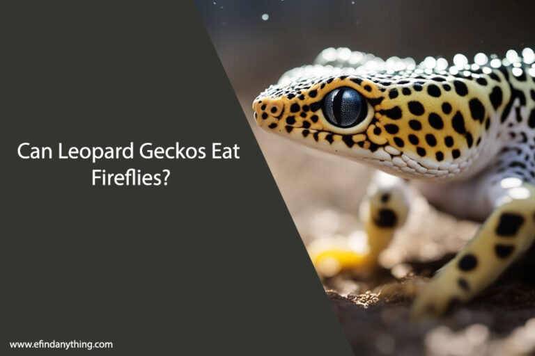 Can Leopard Geckos Eat Fireflies