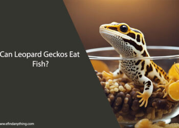 Can Leopard Geckos Eat Fish