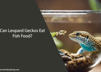 Can Leopard Geckos Eat Fish Food