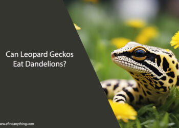 Can Leopard Geckos Eat Dandelions