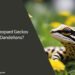 Can Leopard Geckos Eat Dandelions