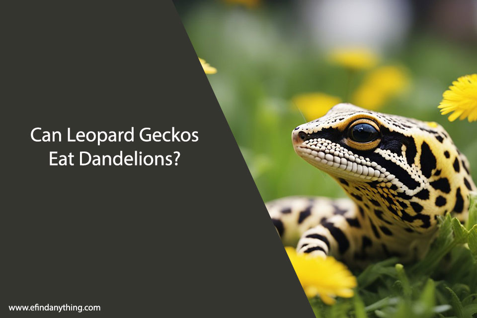 Can Leopard Geckos Eat Dandelions