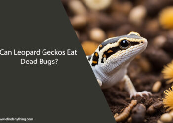 Can Leopard Geckos Eat Dead Bugs