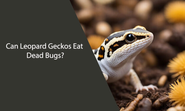 Can Leopard Geckos Eat Dead Bugs?